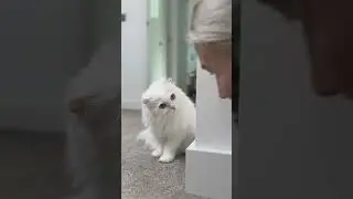 Differences between Mia and Jerrie - part 1🤣 Do your cats play Hide and Seek with you?