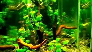 #Aquarium