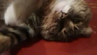 Только проснулся! Кот проснулся и подтягивается. Разбудили маленького котика