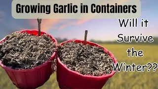 I Planted Garlic in Containers for Winter – Here's What Happened