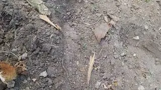 koca bi yılan buldum.