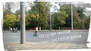 Летучие мыши отлично летают днём, причём часто, а вы не знали?? :)