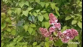 Т. Агаев - Ветка Персидской Сирени. Демоверсия