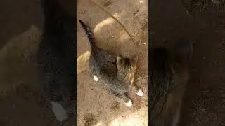 Мама кошка Маркиза и её котёнок Кнопка