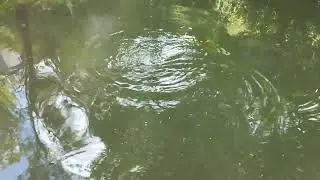 Рибалка . Форель , піструг