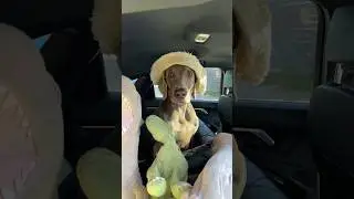НИКТО НЕ ЛЮБИТ ОСКАРА😭