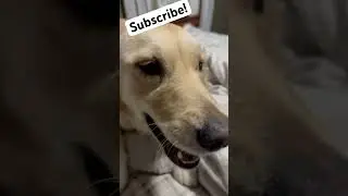 Needy! #golden #goldenretriever #spoileddog #shorts #short #subscribe #love #dog #dogsofinstagram
