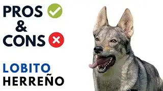 Lobito Herreño Pros and Cons | Hierran wolfdog Advantages and Disadvantages