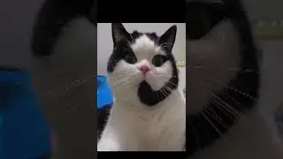 Cute Cat Customer Service! 😻🔥
