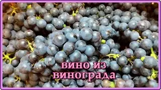 Homemade grape wine
