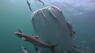 Whale shark and Box Jellyfish 19 November 2018  Sail Rock Underwater video