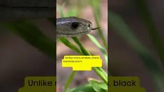 Deadly Black Mamba - #nature #wildlife #animals #shorts #snake