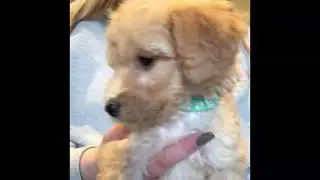 Mini Bernedoodle Puppies Available