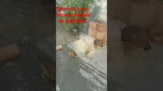 cuida delas é uma terapia