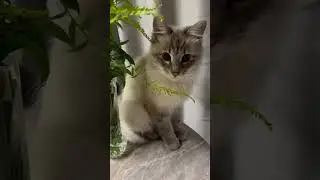 Это я , кот Баффи 😻