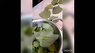 Drying and storing Home grown Cuban Oregano