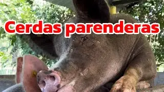 El negocio de las cerdas