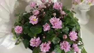 Фиалки у Алисы. Трейлерные сорта фиалок.
