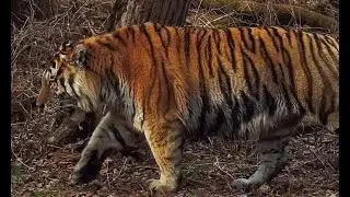 male lion and male  siberian tiger comparison