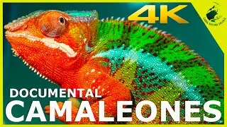 🦎 CHAMELEONS: The Masters of Biological Engineering (4K)