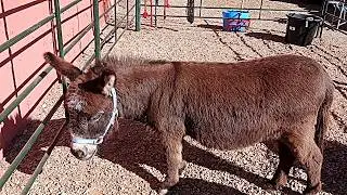 Javelina with babies, some mule deer and some sweet miniature donkeys 02082026