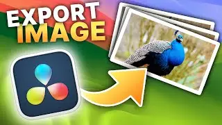 EXPORT an IMAGE from Davinci Resolve