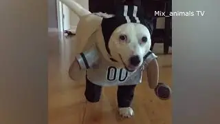 The best funny animals 2021