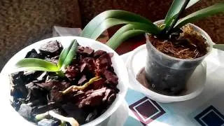 Rejuvenation, Propagation of Orchids by Division of the Bush