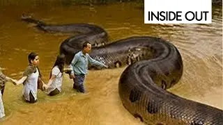 Biggest Python is disgusting antelope Caught on camera | Giant Anaconda | World's Biggest Snake