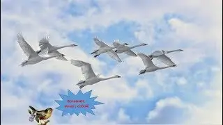 Никогда не берите таких партнеров!Про маленькую  серенькую птичку