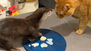 カワウソと美味しいものを共有するためにホタテを提供した！ Otter and scallop