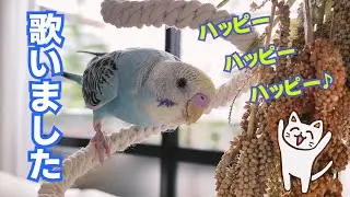【インコが歌ってみた】猫ミーム　ハッピーハッピーハッピー 生後４か月の記録