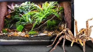 Easy DIY Habitat for Huge Spider Intruder