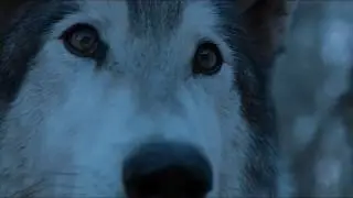 Arya & Nymeria | Dead and Gone (coda)