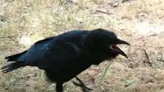 Australian Raven, up close .. and noisy