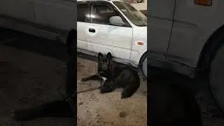 У кого то на машине сигналка,а у меня специально обученный Тузик...😁