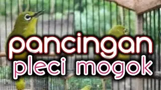 pancingan pleci bahan,pleci macet mogok males, bunyi cobain pasti respon