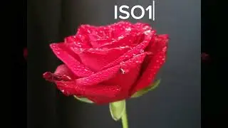 Отправить