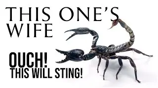 Ouch! That Will Sting! (Meghan Markle)