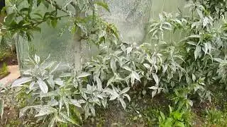 Результат на персике от Бордосской и Хоруса.