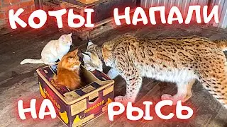 КОТЫ НАПАДАЮТ НА РЫСЬ / конфликт и утешение