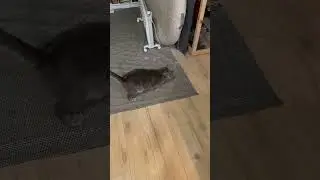 Кот Шнапс и мыльные пузыри