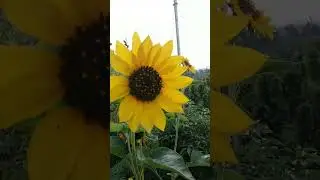 song #music #video #nature #flowers #mountains #viralvideo #viralshorts #youtubeshorts