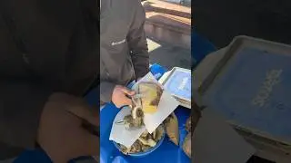 Şeker pancarı