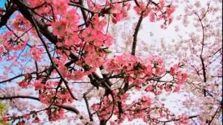 ច័ន្ទចាកមេឃ សាមុត-សុទ្ធា