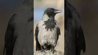 Crow: Raven and Crow