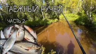 ТАЁЖНЫЙ РУЧЕЙ за ЧЕБАКОМ (МОХТИКОМ) часть 2. #чебак #мохтик #ручей #рыбалка #сибирь #мотобуксировщик