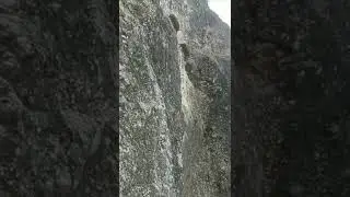 Jabalíes siguen a su madre a través de un acantilado/Baby warthogs follow their mother over a cliff