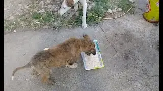 Mother dog & Stray puppies eating raw chicken feet/chips/biscuits | White pup drinking water 