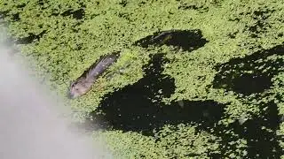 Ондатра и утки